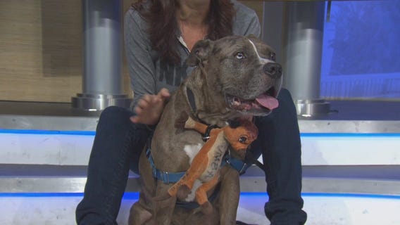 Pet Project: Pumbaa from NKLA Pet Adoption Center