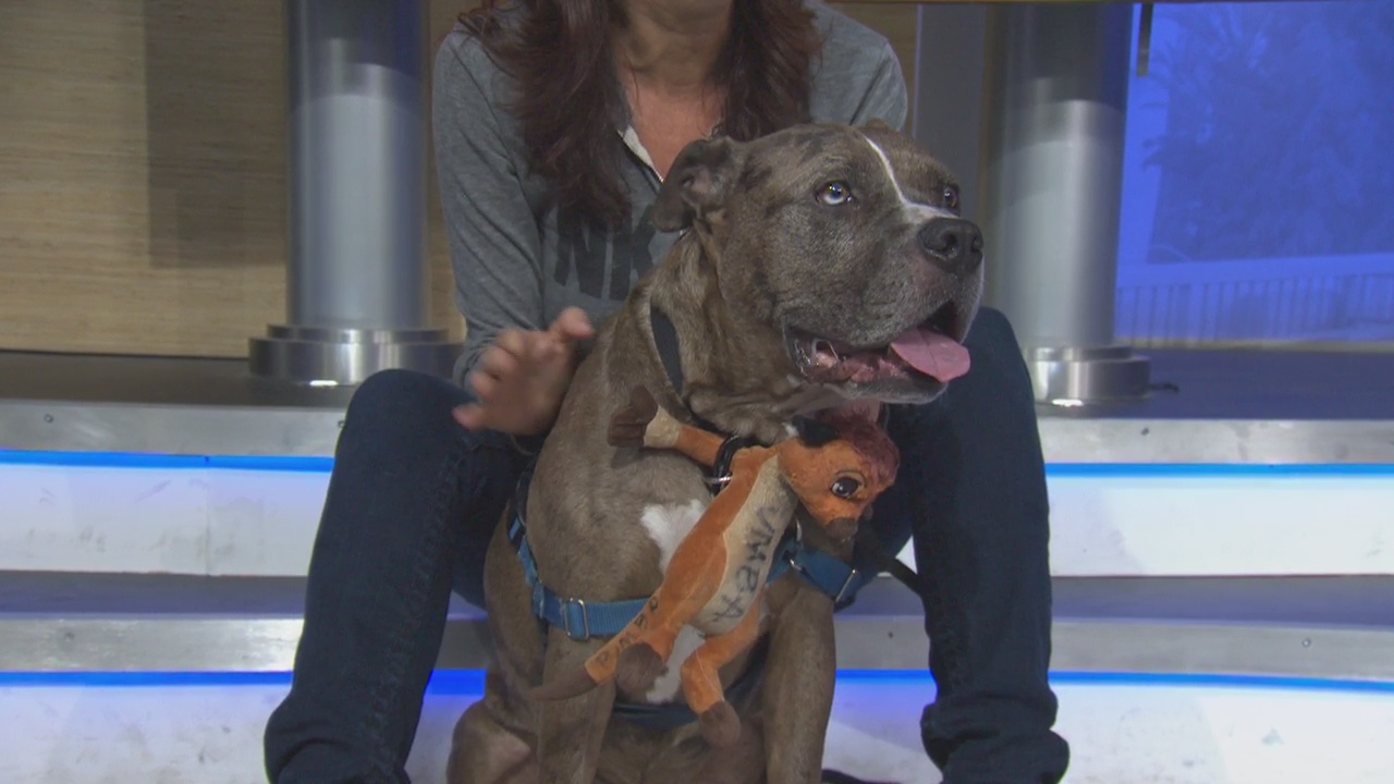 Pet Project: Pumbaa from NKLA Pet Adoption Center