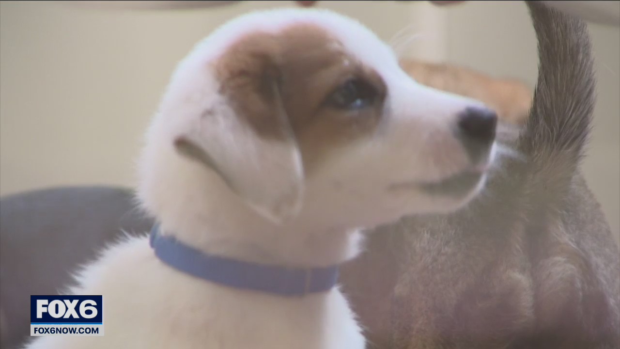 Dozens of puppies adopted at Washington County Humane Society