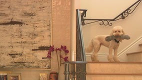 Pet-friendly home designs becoming more popular