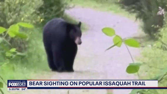 Issaquah hiker has close call with black bear family