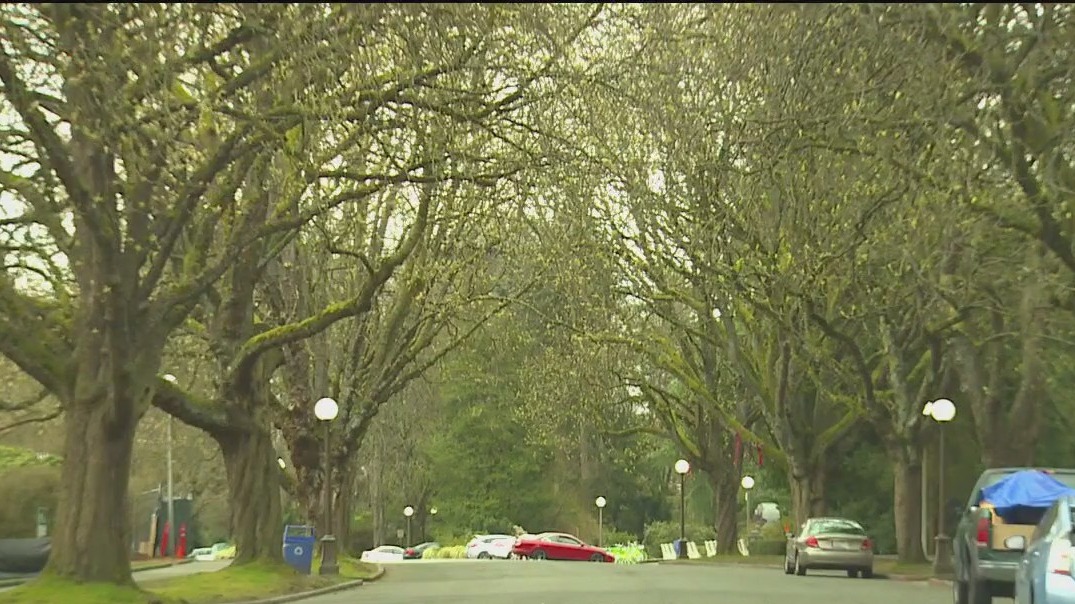 New Yorkers react to allergy season