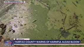 Fairfax County warns of harmful algae bloom at Lake Accotink