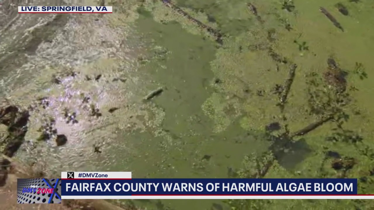 Fairfax County warns of harmful algae bloom at Lake Accotink