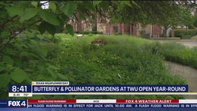 Perfect place to celebrate 'Texas Wildflower Day'