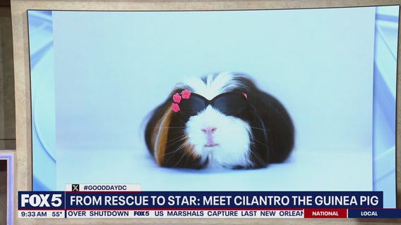 From Rescue to Star: Meet Cilantro the Guinea Pig