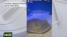 How did a stingray get pregnant without a mate?