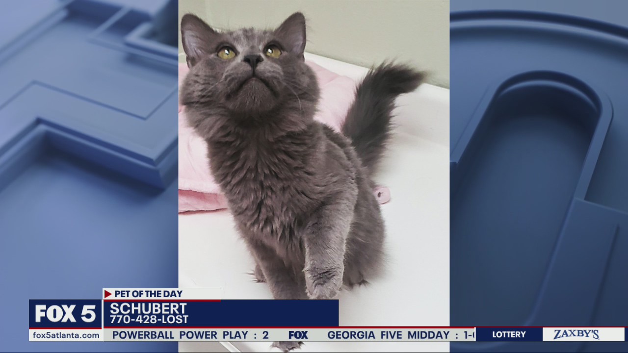 Pet of the Day from the Humane Society of Cobb County