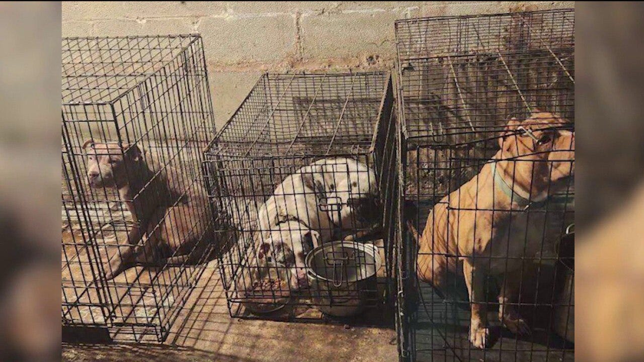 Cook County Police seize dogs, guns in drug bust