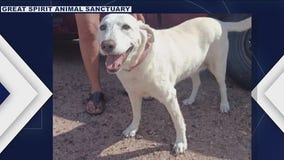 AZ sanctuary, moving company team up for animals