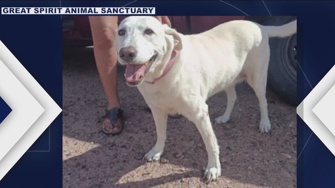 AZ sanctuary, moving company team up for animals