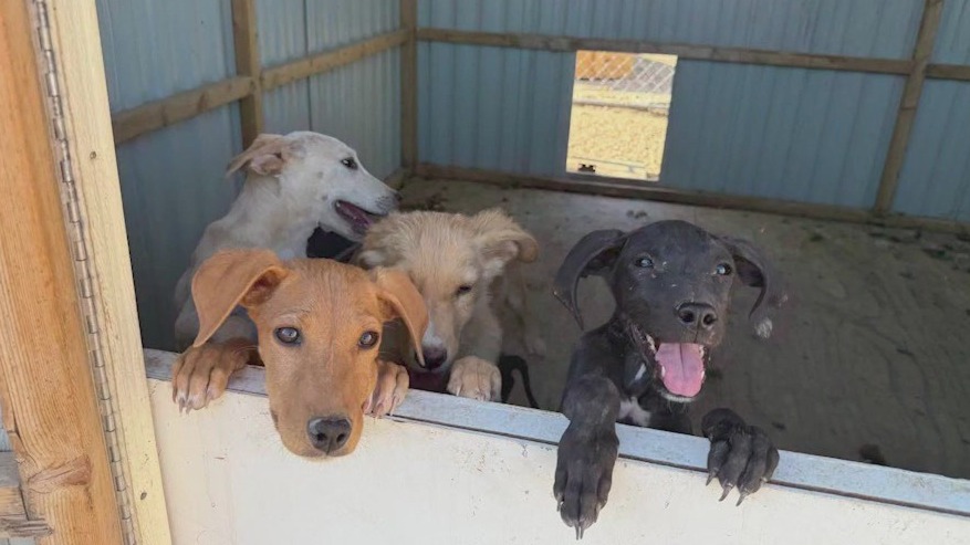 Neglected animals rescued in New River, MCSO says