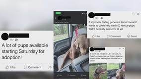 Dogs seized in Richfield, why no arrests have been made