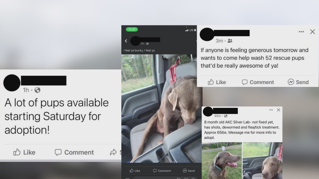 Dogs seized in Richfield, why no arrests have been made