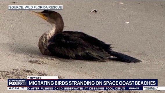 Migrating Gannets stuck on Space Coast, locals help