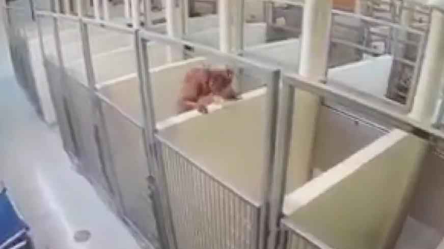 Dog at shelter climbs wall to be with friend