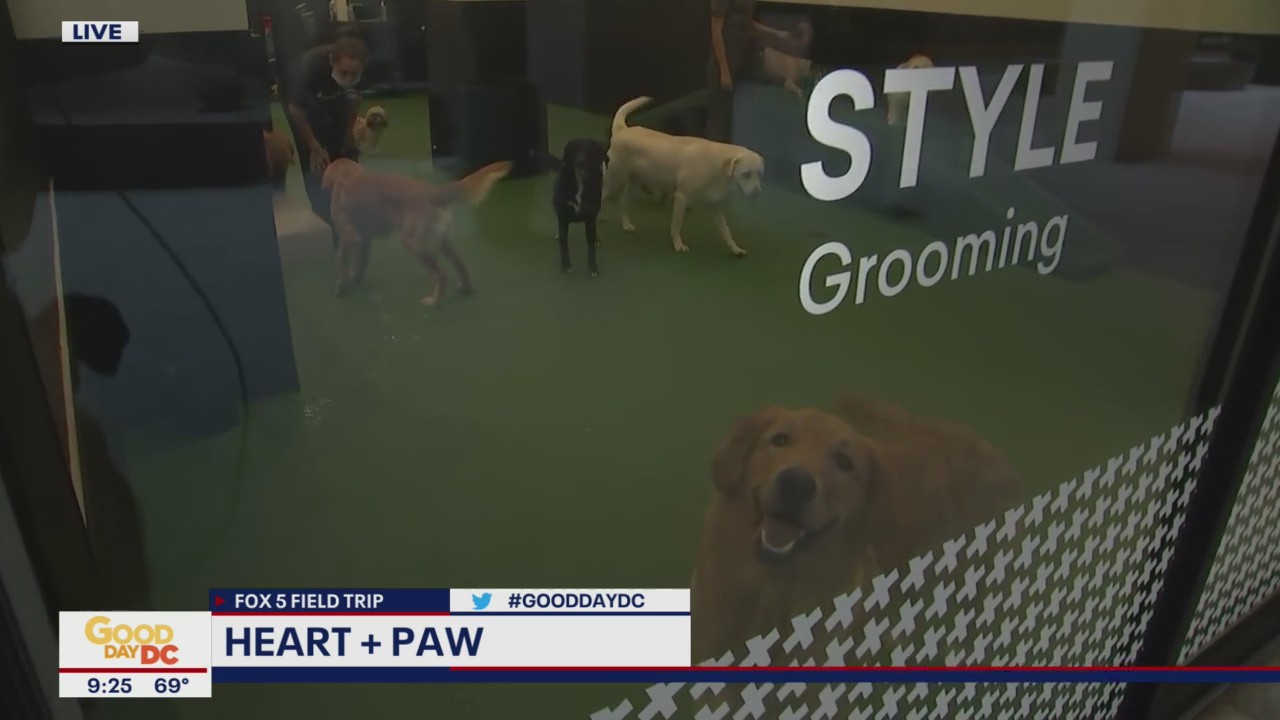 FOX 5 FIELD TRIP: Heart + Paw in Ballston Quarter