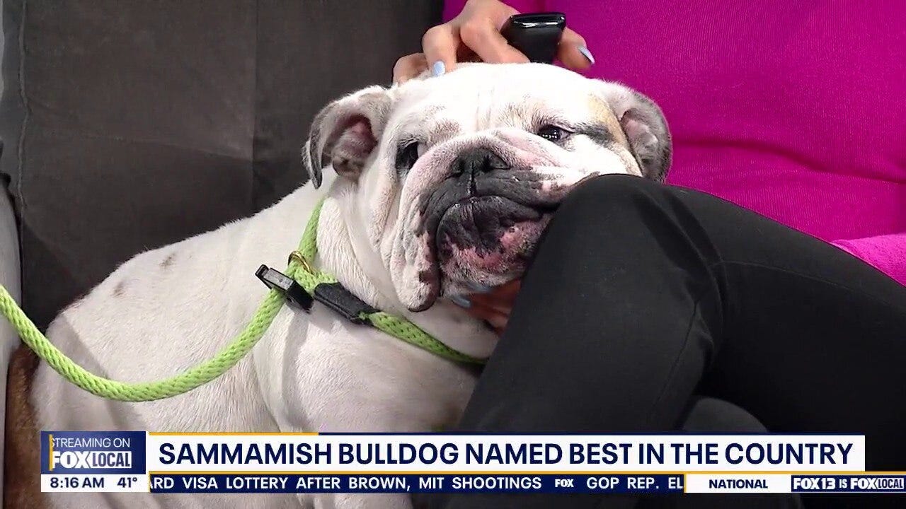 One of America's Top Dogs stops by Good Day Seattle