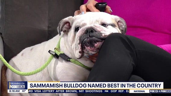 One of America's Top Dogs stops by Good Day Seattle