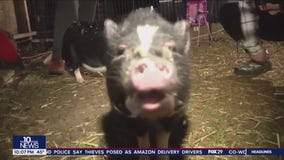 Egg Harbor Township family in dispute with local officials over their pet chickens and pigs