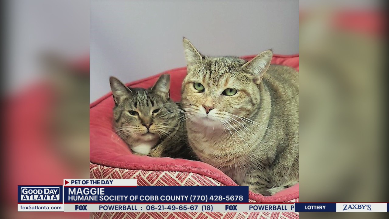 Pet of the Day from the Humane Society of Cobb County