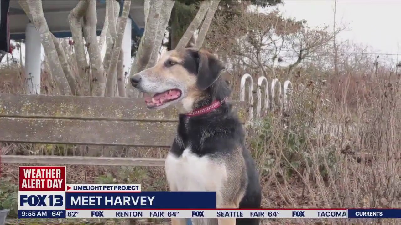 Pet of the Week: Meet Harvey