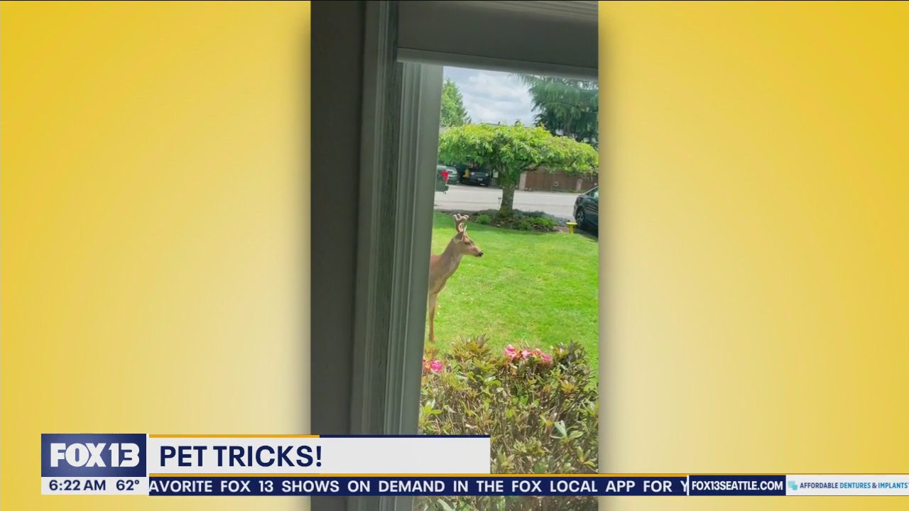 Pet Tricks for Thursday, August 1