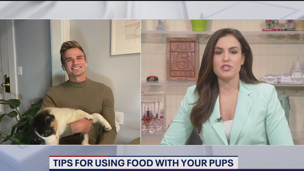 Tips for using food with your pups