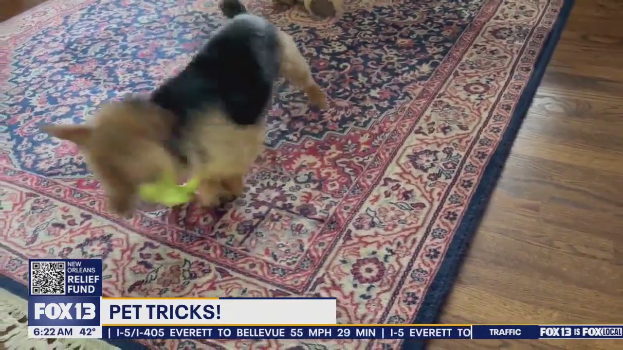 Pet Tricks for Wednesday, January 8