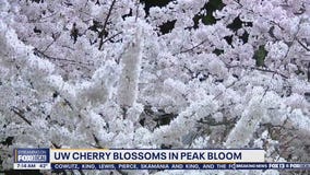 UW cherry blossoms in peak bloom