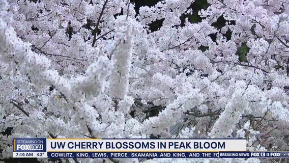 UW cherry blossoms in peak bloom