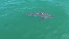 Great white shark sightings climb along East Coast