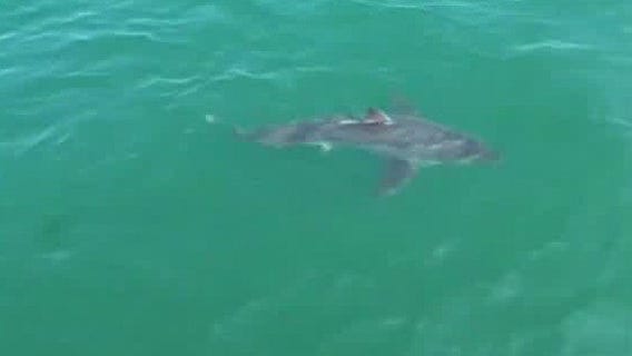 Great white shark sightings climb along East Coast