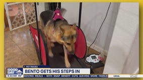 Pet Tricks for Monday, November 17