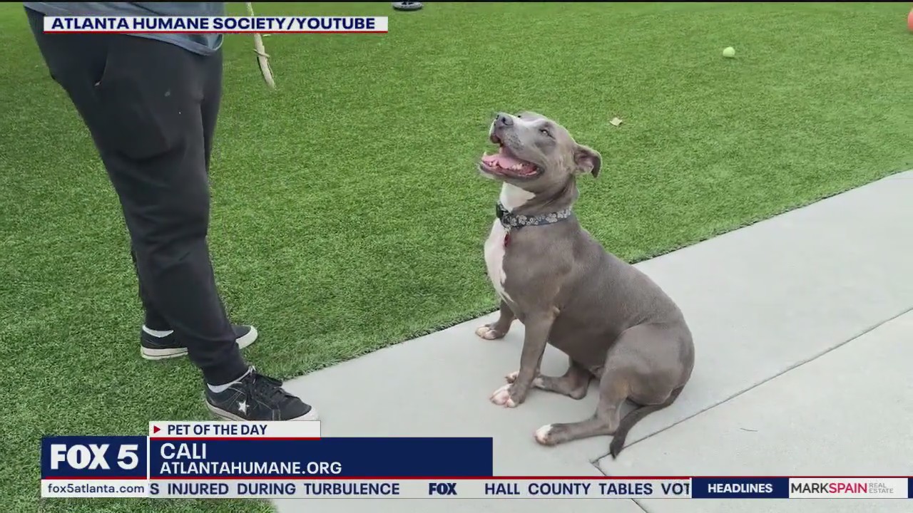 Pets of the Day: Cali, Hazel and Dine