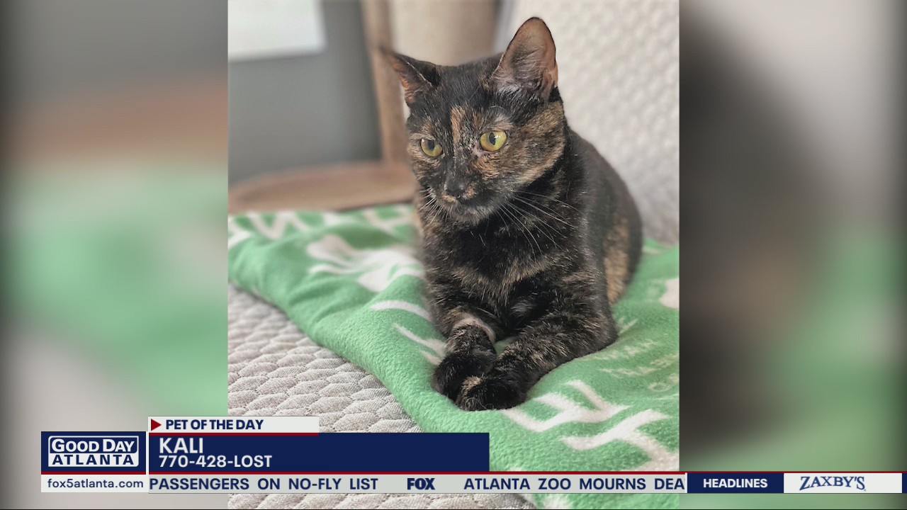 Pet of the Day from the Humane Society of Cobb County