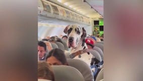 'Horace' the Great Dane flies to Mexico