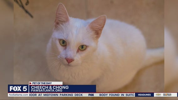 Pet of the Day from PAWS Atlanta