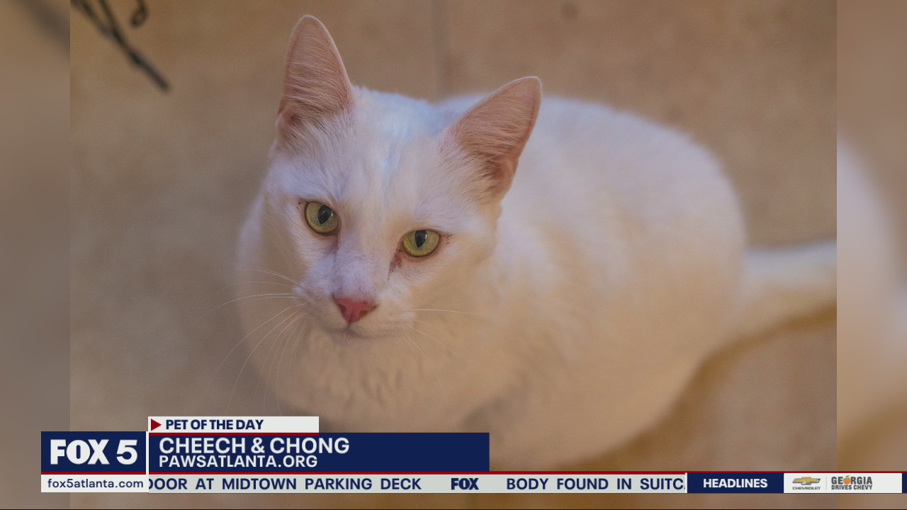 Pet of the Day from PAWS Atlanta