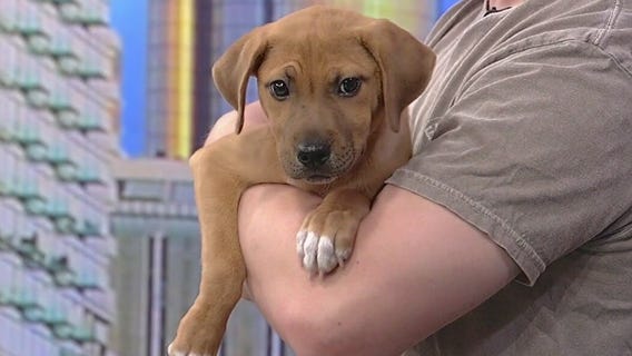 Meet Tayum: Our Pet of the Day