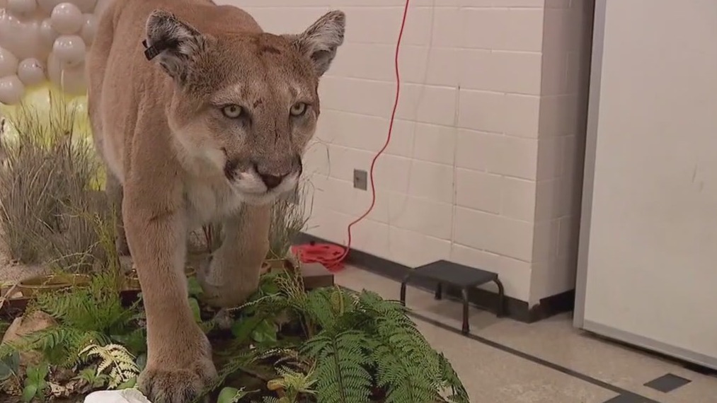 Kenwood Cougar preserved in Minneapolis