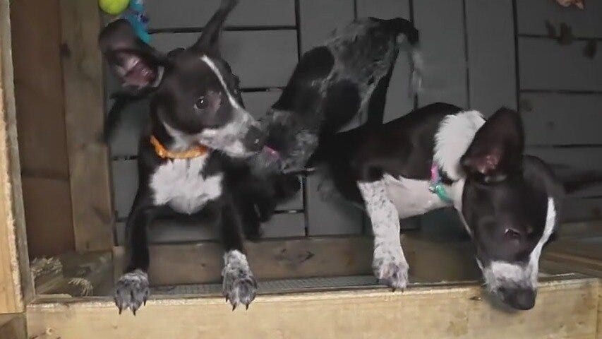 Petfinder dealing with technical issues