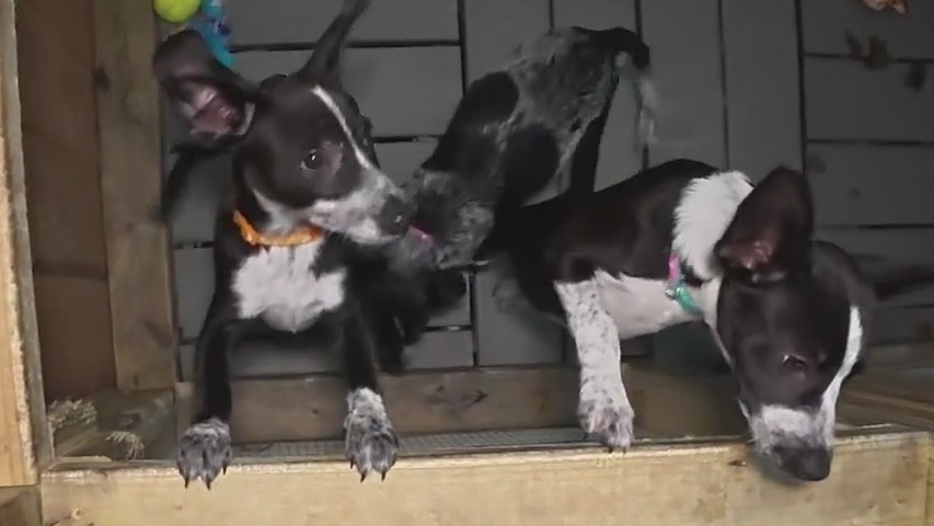 Petfinder dealing with technical issues