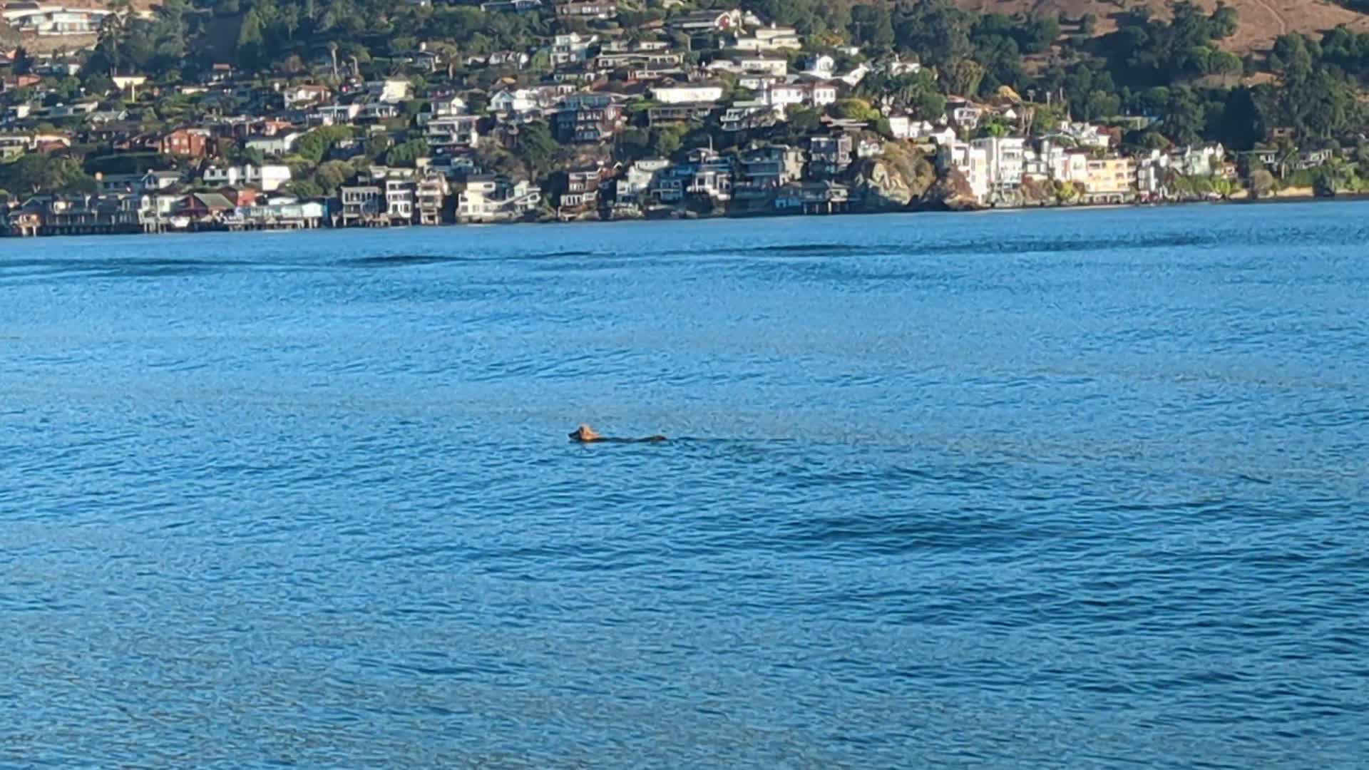 Coyote swims in the San Francisco Bay