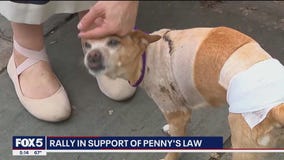 Why NYC can't charge owners after tiny dog mauled by 2 pit bulls