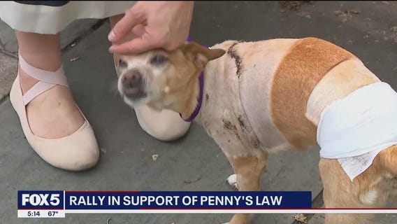 Why NYC can't charge owners after tiny dog mauled by 2 pit bulls