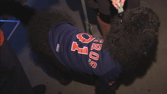 Looking to watch the World Series with your dog? You can now!