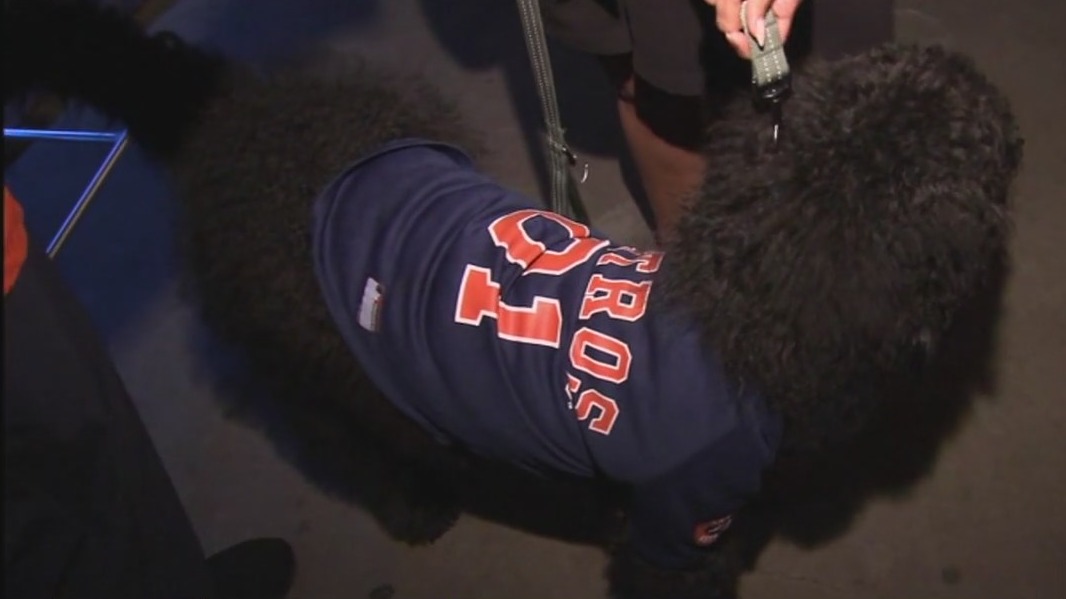 Looking to watch the World Series with your dog? You can now!