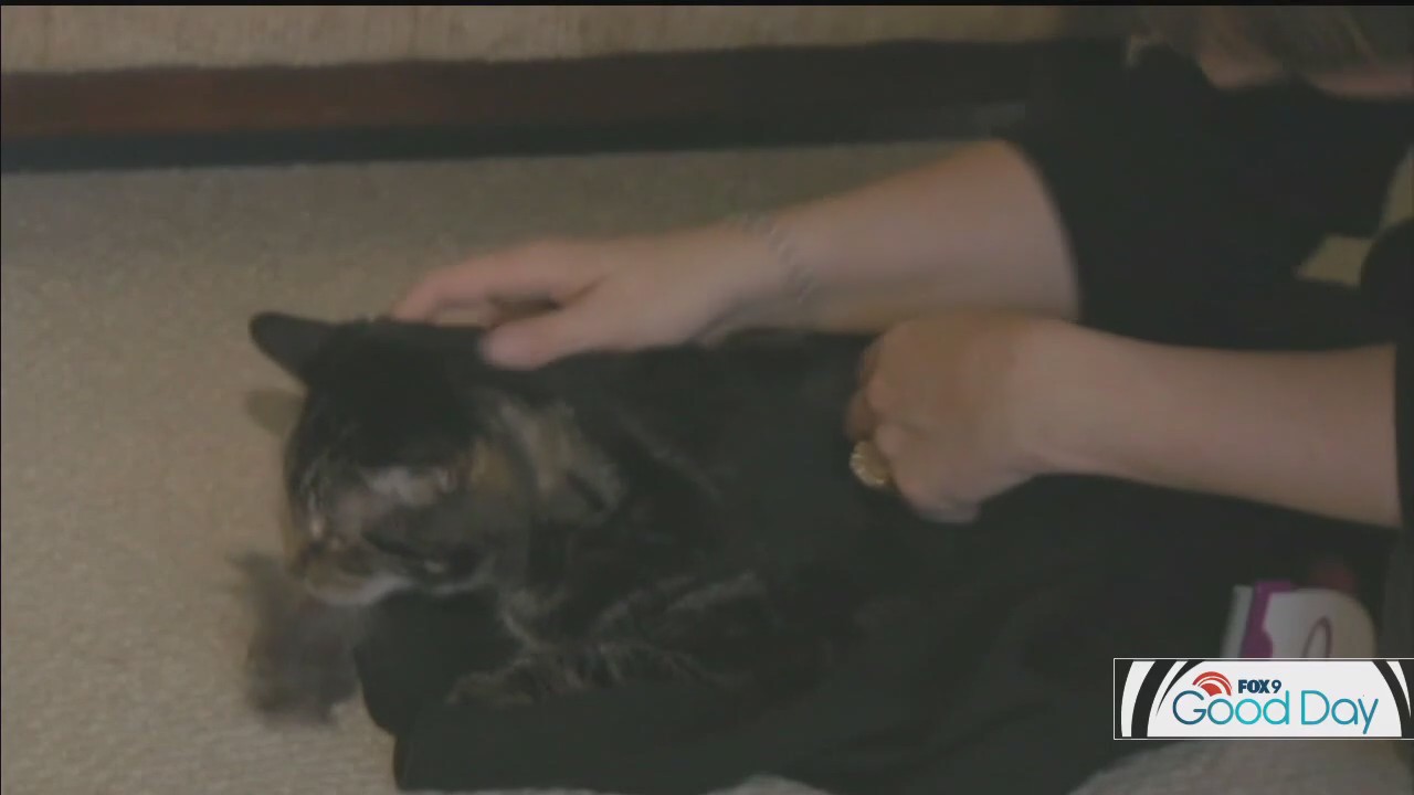 Pet ownership questions answered