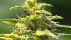 Marijuana industry leaders to meet at annual State of Cannabis in Long Beach